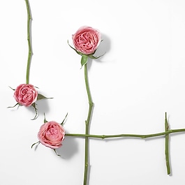 Rose & Rose - Woda perfumowana