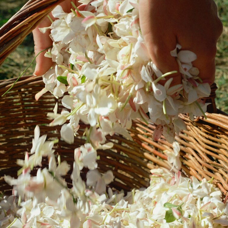 Gelsomino a Freddo - Eau de parfum