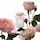 Rose De Grasse Pour Filles - Woda toaletowa