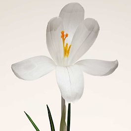 Armani Priv&eacute; OUD NACR&Eacute; - Eau de Parfum