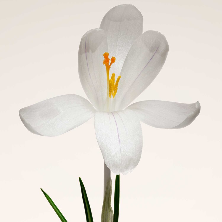 Armani Privé OUD NACRÉ - Eau de Parfum