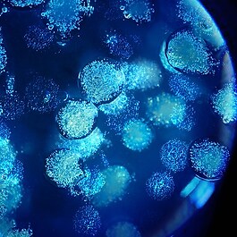 Biovergetures - Gel-crème prévention et réduction des vergetures