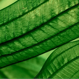 Aquasource Aura Leaf Serum
