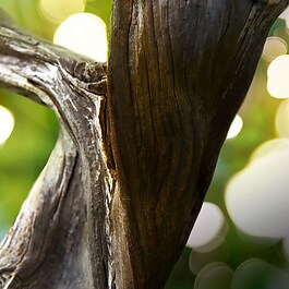 Man Wood Essence - Woda perfumowana