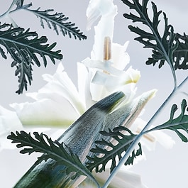 Man Glacial Essence - Eau de Parfum