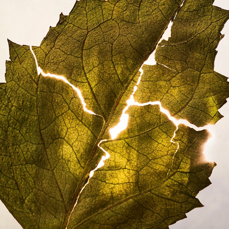 Allegra Magnifying Patchouli - Eau de Parfum