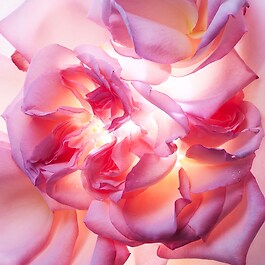 Allegra Magnifying Rose - Woda perfumowana