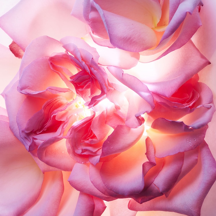 Allegra Magnifying Rose - Woda perfumowana