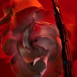 Allegra Baciami - Woda perfumowana