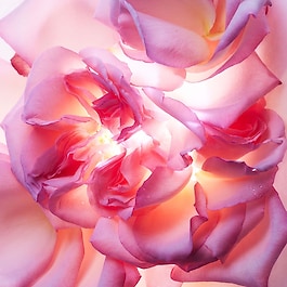 Allegra Magnifying Rose - Eau de Parfum