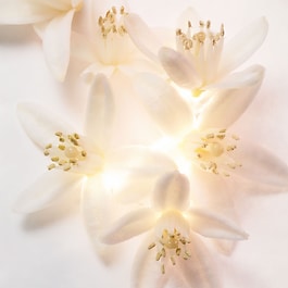 Magnifying NEROLI - Eau de Parfum