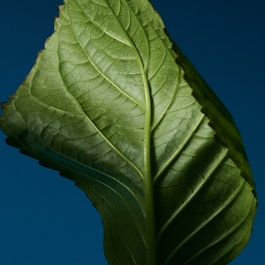 CK One Night Essence - Perfumy Intensywne