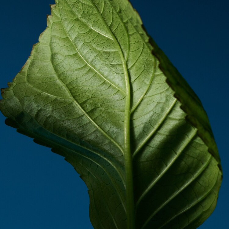 The product image is missing!