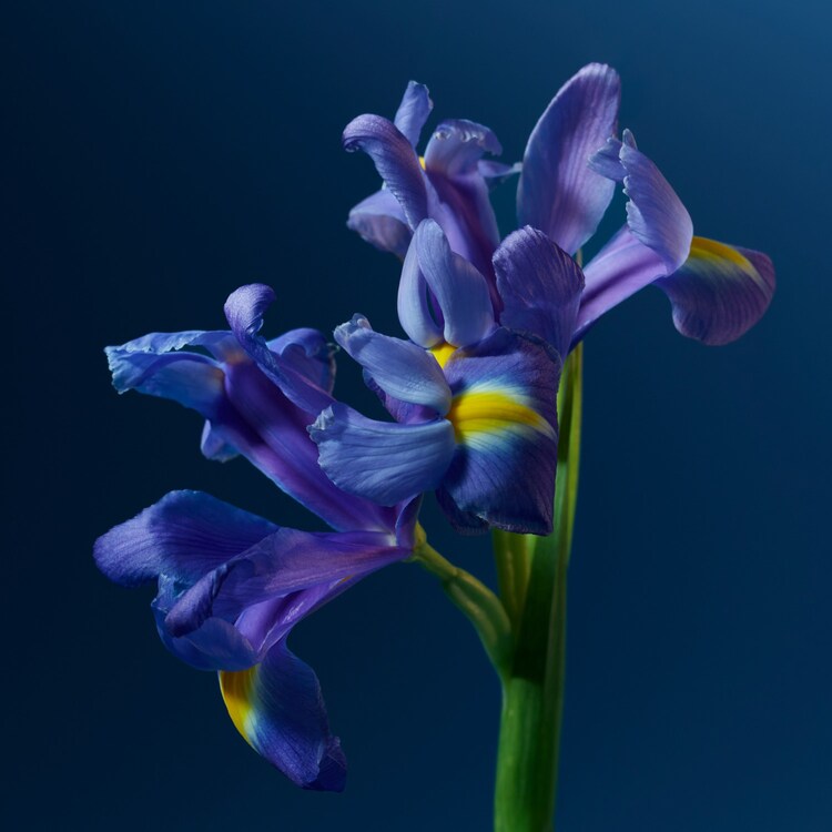 The product image is missing!