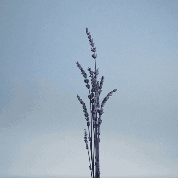 Pour un Homme de CARON Le Matin - Eau de Toilette