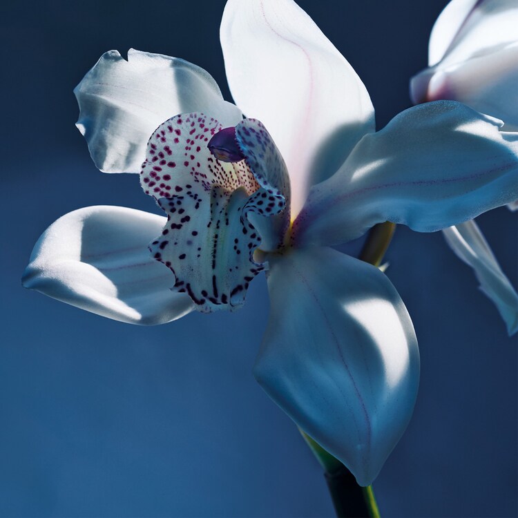 Atelier des Fleurs Orchidée de Minuit  - Eau de Parfum