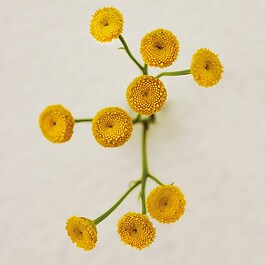  Atelier des Fleurs Immortelle - Woda perfumowana