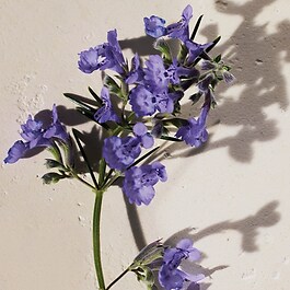  Atelier des Fleurs Hysope - Woda perfumowana