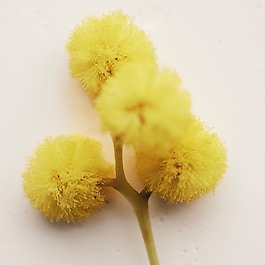 Atelier des Fleurs Herba Mimosa - Woda perfumowana