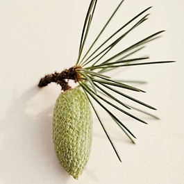 Chloé Atelier des Fleur Cedrus – Woda Perfumowana