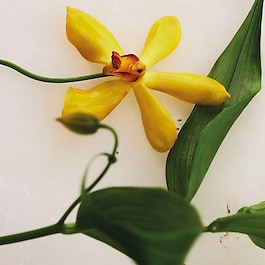 Atelier des Fleurs Vanilla Planifolia - Woda perfumowana