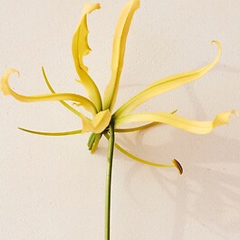 Atelier des Fleurs Ylang Cananga - Woda perfumowana