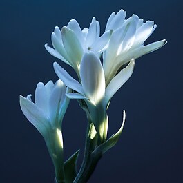 Chloé Atelier des Fleurs Tubéreuse Lazuli - Eau de Parfum
