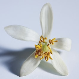Chloe Atelier Des Fleurs Nuit D'oranger - Woda Perfumowana dla Niej