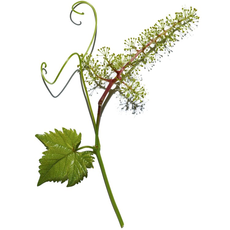 Pore Control - Sérum reductor de poros