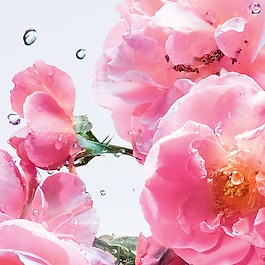 Miss Dior Rose N'Roses - Eau de Toilette Roller-Pearl - Roll-on-Reiseformat