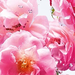 Miss Dior Rose N'Roses - Eau de Toilette