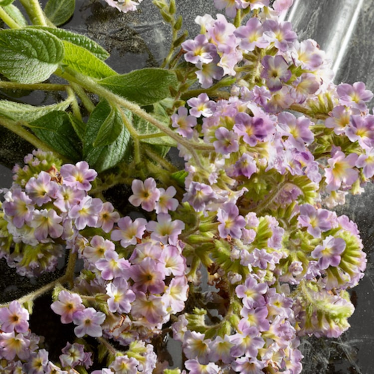 Q - Eau De Parfum Intense