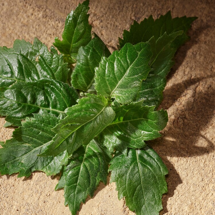 Devotion Pour Homme - Eau de Parfum