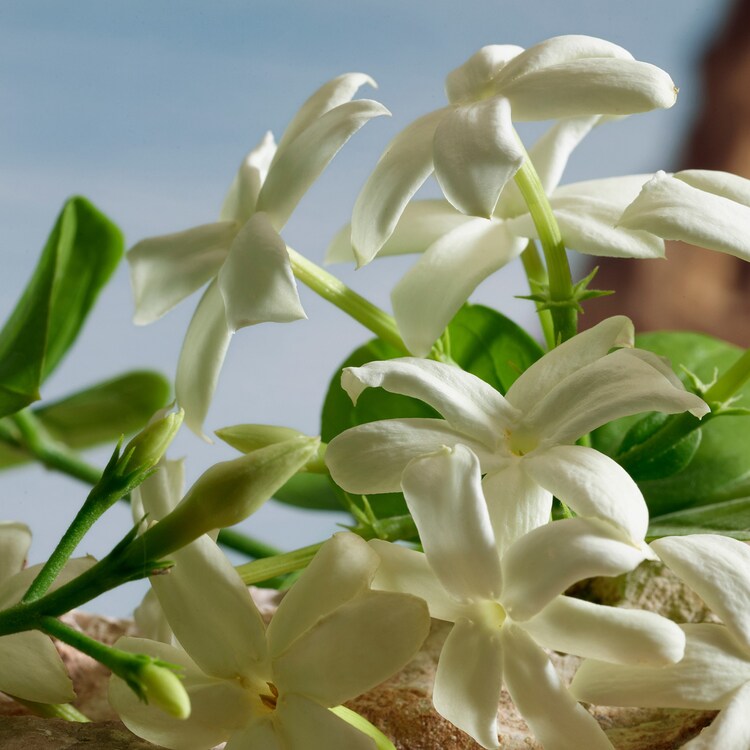 Q by Dolce&Gabbana - Parfum