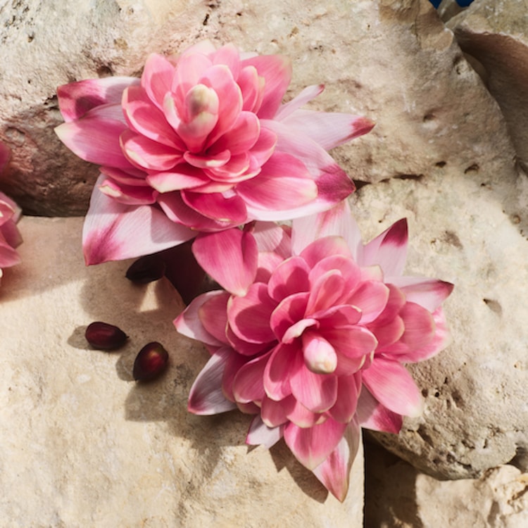 Light Blue Capri In Love - Eau de Parfum