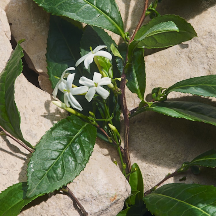 Light Blue Capri In Love - Eau de Parfum