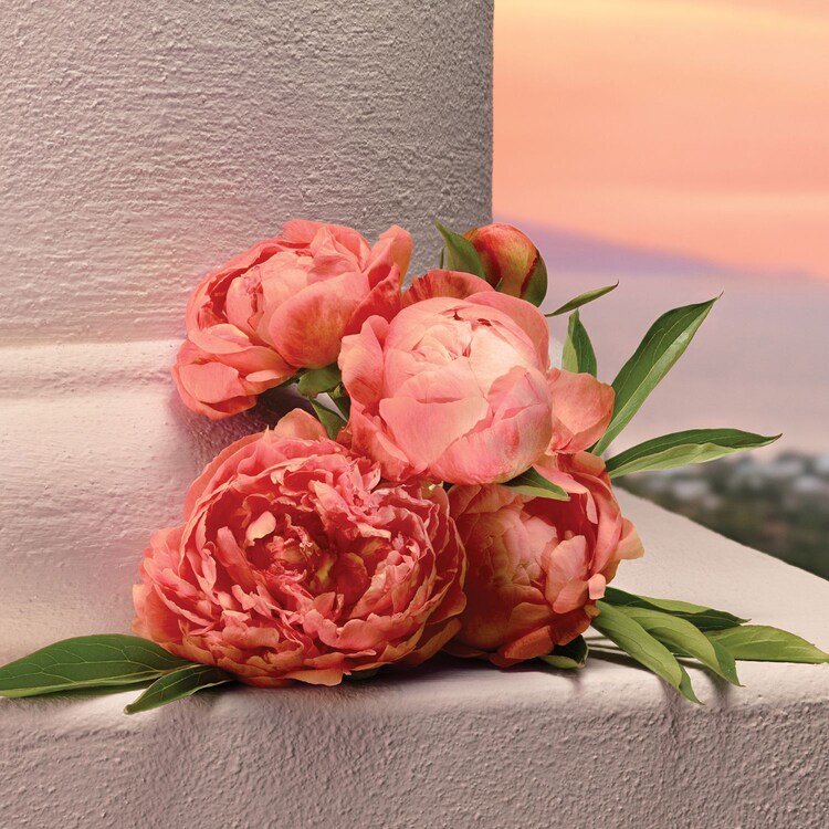 My Devotion - Eau de Parfum Intense