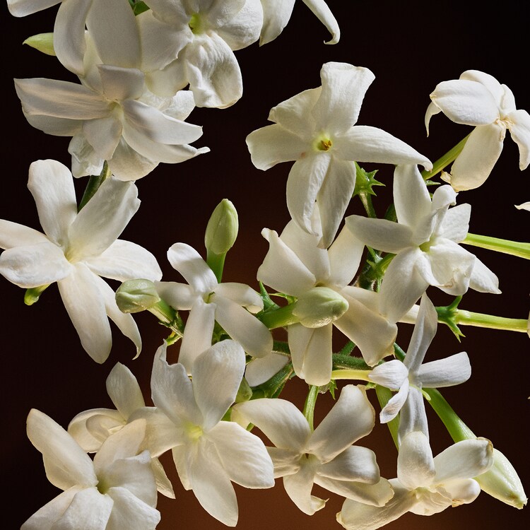 The One - Eau de Parfum Intense 