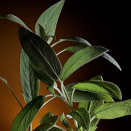 The One Pour Homme - Eau De Parfum