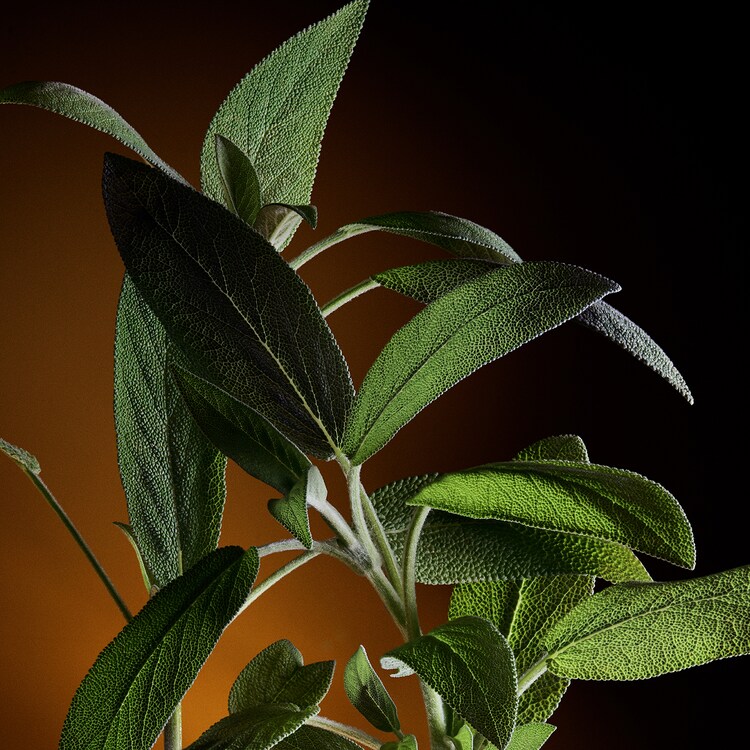 The One For Men - Eau de Parfum