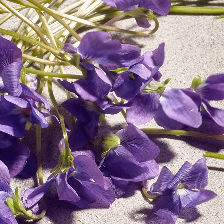 Dolce Violet - Eau de Toilette