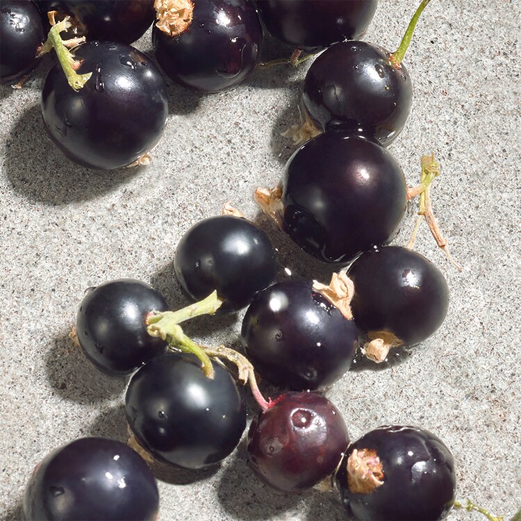 Dolce Violet - Eau de Toilette