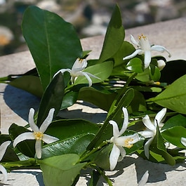 Devotion - Woda perfumowana