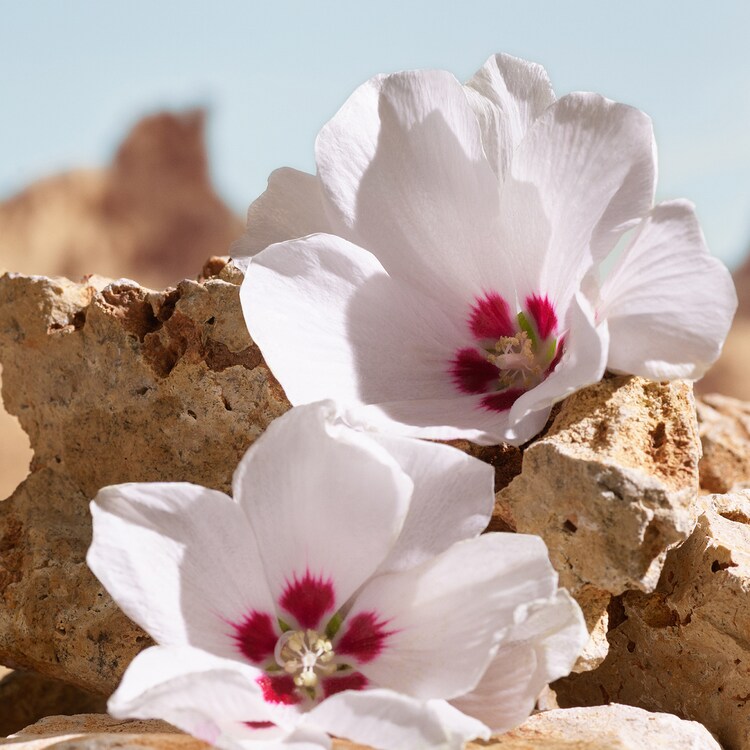 K by Dolce&Gabbana - Elixir 