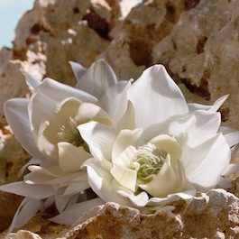 Q by Dolce&Gabbana - Elixir