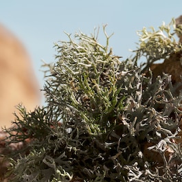 Q by Dolce&Gabbana - Elixir