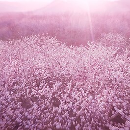 Dream Dusk - Eau de Parfum