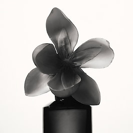 Fenty - Eau de Parfum