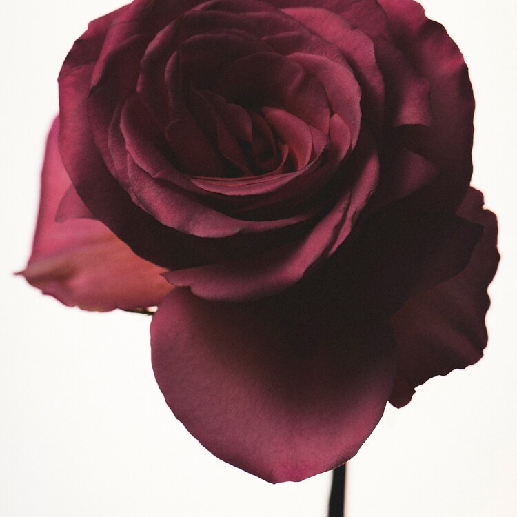 Fenty - Eau de Parfum