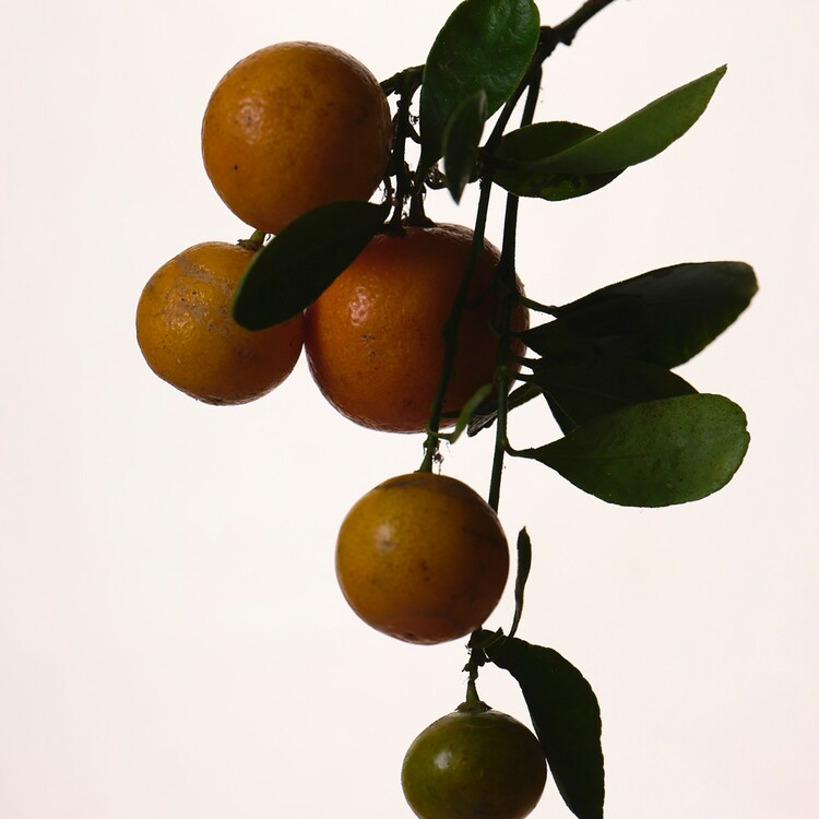 Fenty - Eau de Parfum